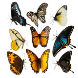 Collection of butterfly on transparent background