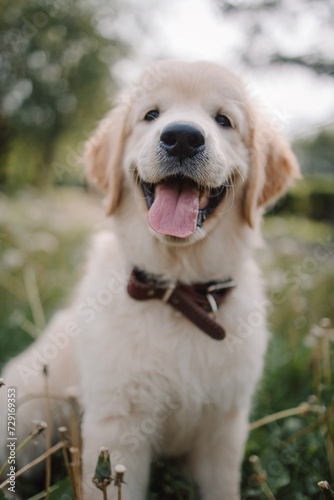 A golden retriever puppy plays with a stick in the summer on the green grass in the park. Active recreation, playing with dogs. A family dog. Shelters and pet stores