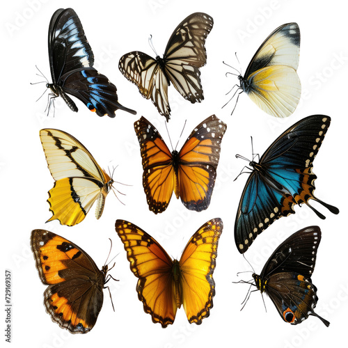 Collection of butterfly on transparent background © posterpalette