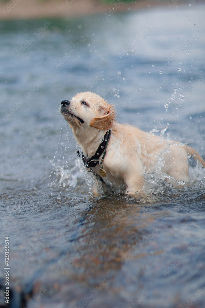 A funny golden retriever puppy swims in the water in summer. Active recreation, playing with dogs. A family dog. Shelters and pet stores A funny golden retriever puppy swims in the water in summer. Active recreation, playing with dogs. A family dog. Shelters and pet stores