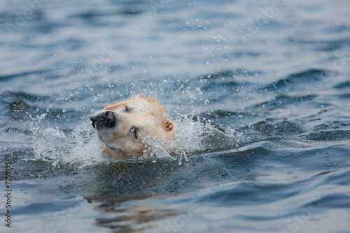 A funny golden retriever puppy swims in the water in summer. Active recreation, playing with dogs. A family dog. Shelters and pet stores
