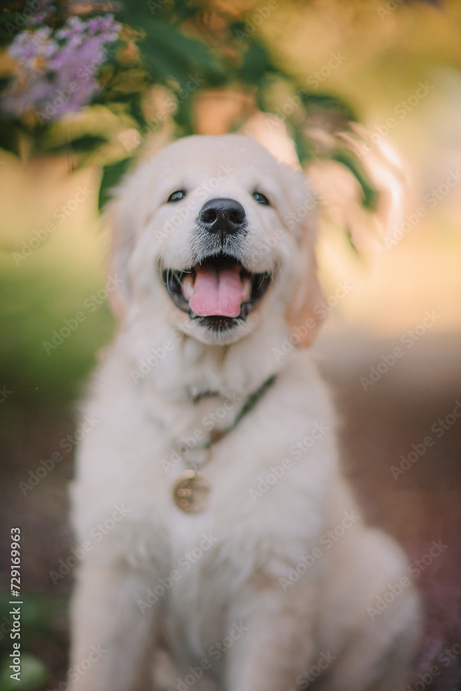 A funny golden retriever puppy sits in the spring against the background of lilac bushes. Active recreation, playing with dogs. A family dog. Shelters and pet stores A funny golden retriever puppy sits in the spring against the background of lilac bushes. Active recreation, playing with dogs. A family dog. Shelters and pet stores