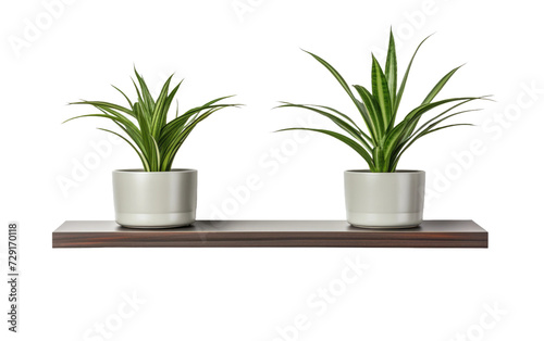 wall shelves with potted spider plant on a White or Clear Surface PNG Transparent Background