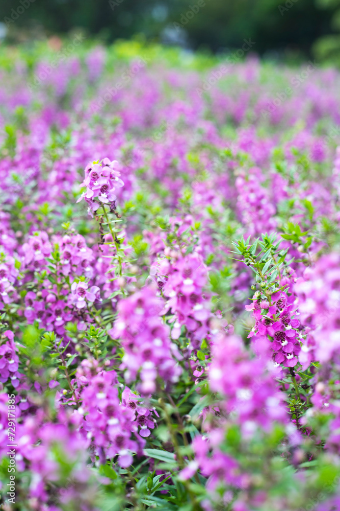 originates from France and is one of the most loved flowers worldwide.Lavender has become a symbol of serenity, sophistication and romance originates from France and is one of the most loved flowers worldwide.Lavender has become a symbol of serenity, sophistication and romance