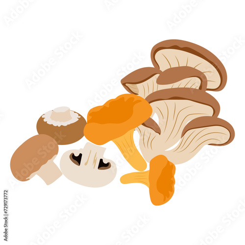 Still a life mushrooms isolated on white background. Vector champignons, chanterelles and hangers.
