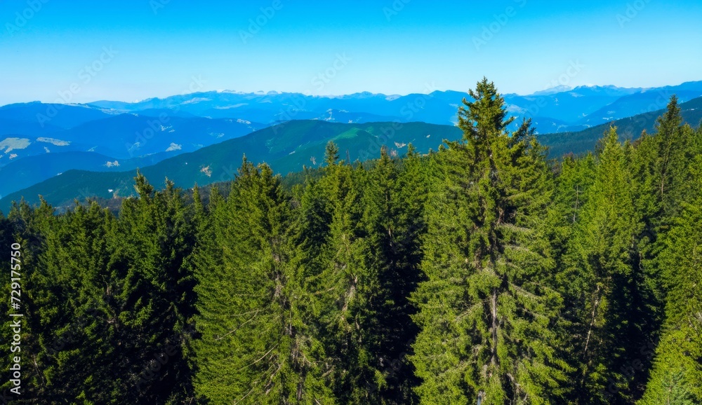 landscape with mountains and pine trees, pine trees in mountains