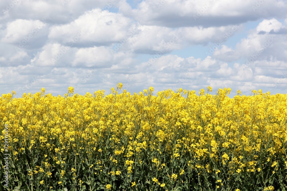 Yellow rapeseed field in Denmark	