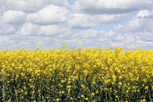 Yellow rapeseed field in Denmark 