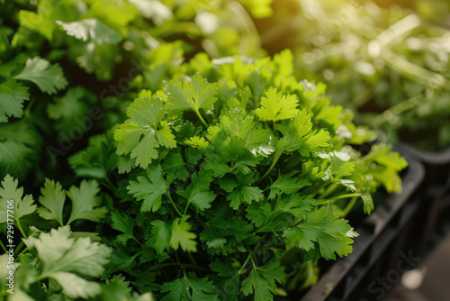 Close-up of Lush Green Plants in a Garden