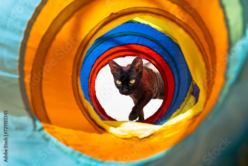 Curious view of short haired sphinx cat entering inside bright and vibrant colored cat play tunnel photo