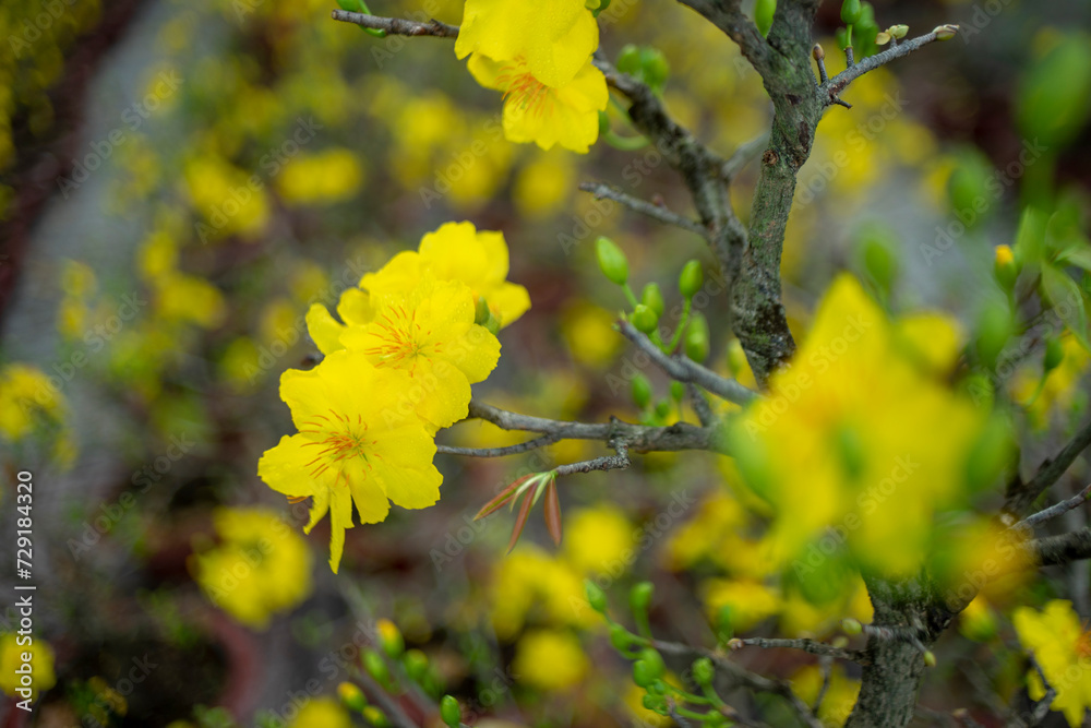 bright yellow ochna integerrima flower,yellow hoa mai or ochna integerrima get bloom in the morning,Single Ochna integerrima blossom bright yellow ochna integerrima flower,yellow hoa mai or ochna integerrima get bloom in the morning,Single Ochna integerrima blossom