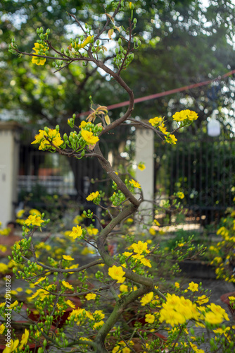 bright yellow ochna integerrima flower,yellow hoa mai or ochna integerrima get bloom in the morning,Single Ochna integerrima blossom