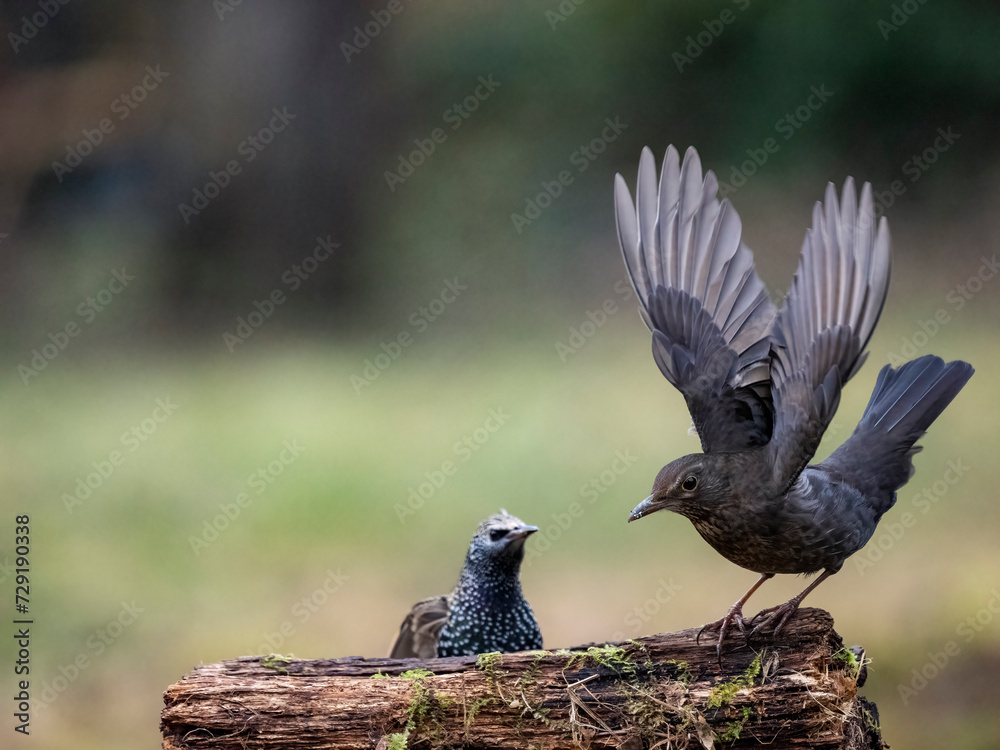 Obraz premium Amsel und Star