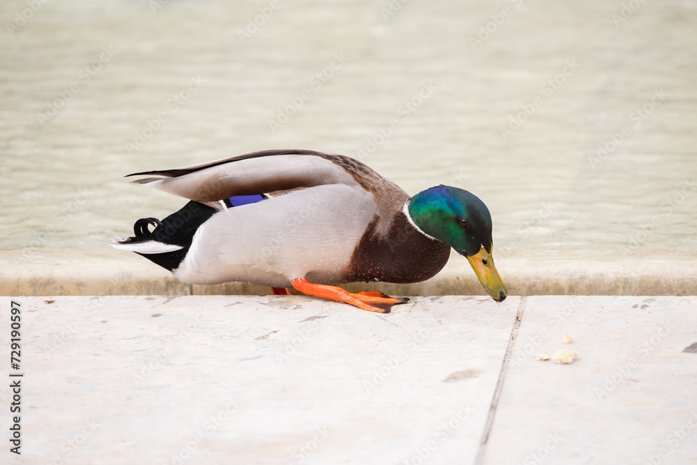 City ducks in the fountain - feeding birds City ducks in the fountain - feeding birds