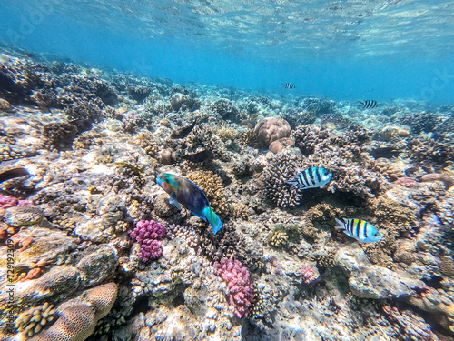 Close up view of Hipposcarus longiceps or Longnose Parrotfish (Hipposcarus Harid) at coral reef.. photo