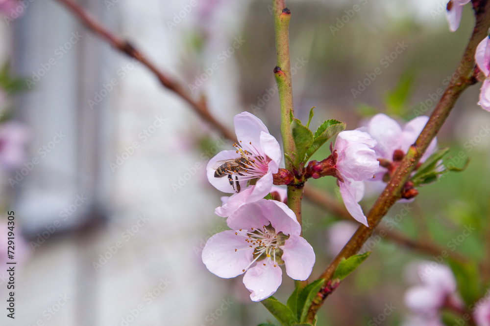 Honeybee on pink flower of peach tree collecting pollen and nectar to make sweet honey with medicinal benefits.. Honeybee on pink flower of peach tree collecting pollen and nectar to make sweet honey with medicinal benefits..