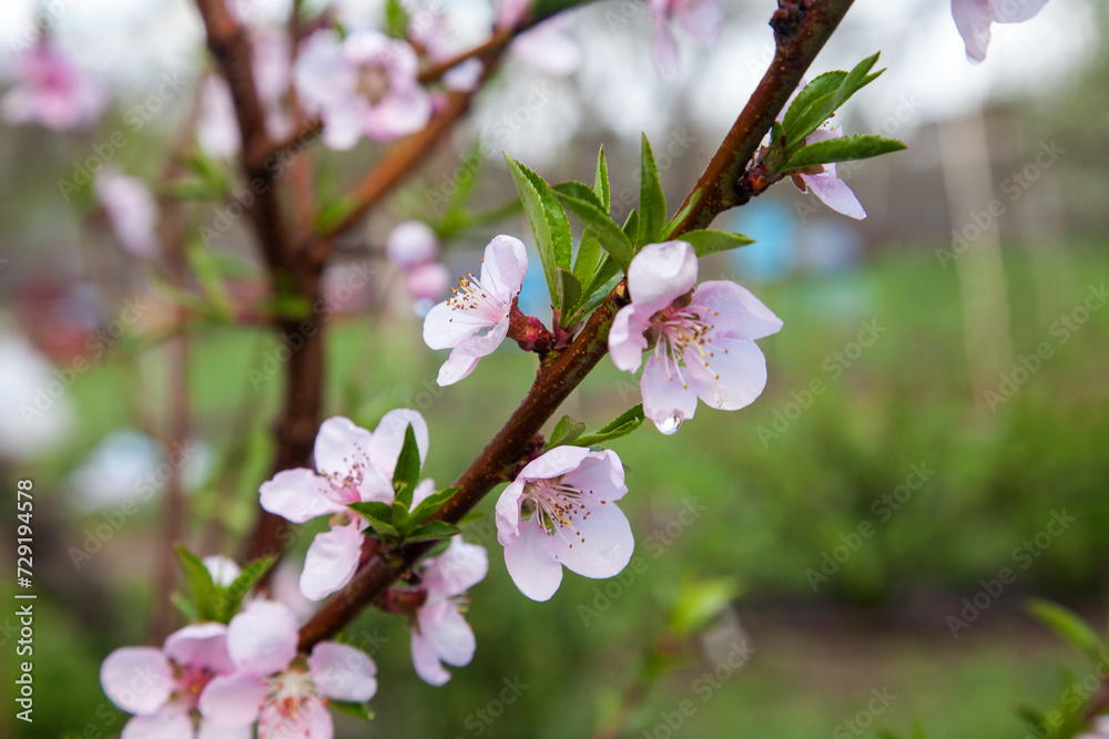 Pink flowers of the peach blossoms in garden at spring day.. Pink flowers of the peach blossoms in garden at spring day..