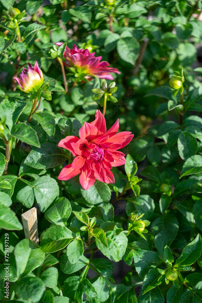  Nurseries bred the plant, then scientifically named Dahlia juarezii, with earlier discovered dahlias, and these varieties are the ancestors of all today's hybrid dahlias.