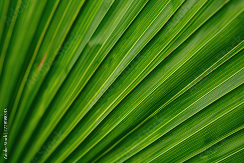 A close-up of a natural, vibrant green palm leaf texture