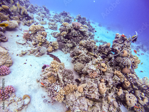 Underwater life of reef with corals, shoal of Lyretail anthias (Pseudanthias squamipinnis) and other kinds of tropical fish. Coral Reef at the Red Sea, Egypt.