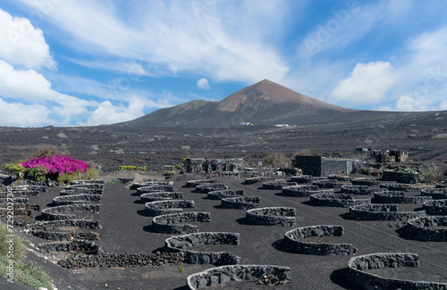 Obraz na płótnie Explore the stunning La Geria vineyards of Lanzarote, a unique marriage of volcanic landscapes and viticulture, crafting world-renowned wines. w salonie