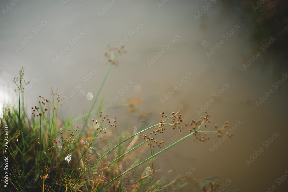 Chrysopogon aciculatus resting relaxing in flower garden. senior leisure lifestyle, I put dried Chrysopogon aciculatus in my room, Chrysopogon aciculatus grow naturally on open land,
