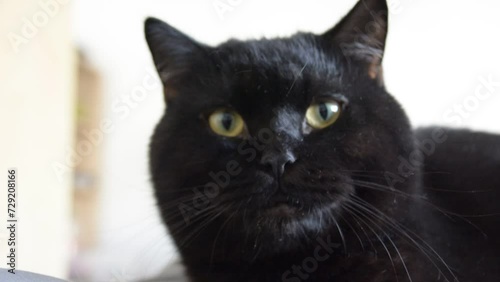 adorable black cat close view selective focus