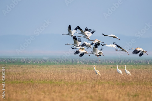 Siberian white crane in flying photo