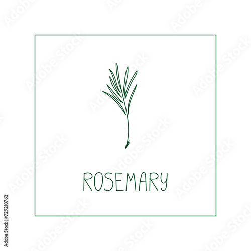 Rosemary herb hand drawn vector line illustration. Healthy natural plant, cooking, aromatherapy, garden, medicinal. Outline sketch floral doodle clipart
