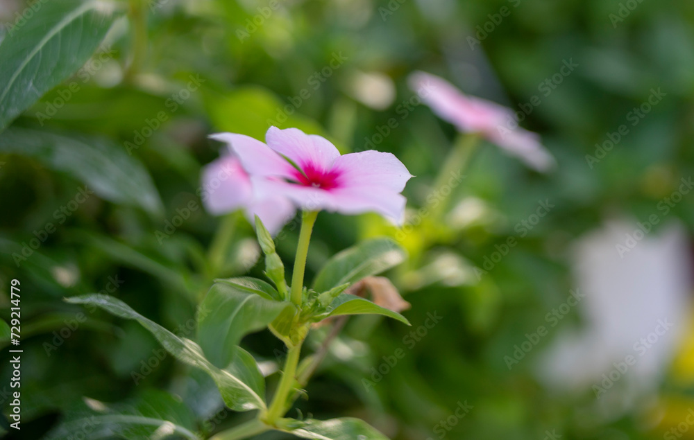 Cape periwinkle, graveyard plant, Madagascar periwinkle, old maid, pink periwinkle,Catharanthus roseus is a species of flowering plant in the family Apocynaceae Cape periwinkle, graveyard plant, Madagascar periwinkle, old maid, pink periwinkle,Catharanthus roseus is a species of flowering plant in the family Apocynaceae