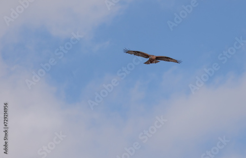 sky  flying  airplane  fly  bird  flight  clouds  plane  air  aircraft  jet  seagull  cloud  travel  transportation  birds  wings  blue  aeroplane  nature  wing  gull  helicopter  freedom  eagle