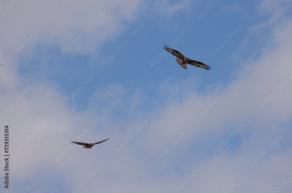 sky, flying, airplane, fly, bird, flight, clouds, plane, air, aircraft, jet, seagull, cloud, travel, transportation, birds, wings, blue, aeroplane, nature, wing, gull, helicopter, freedom, eagle sky, flying, airplane, fly, bird, flight, clouds, plane, air, aircraft, jet, seagull, cloud, travel, transportation, birds, wings, blue, aeroplane, nature, wing, gull, helicopter, freedom, eagle