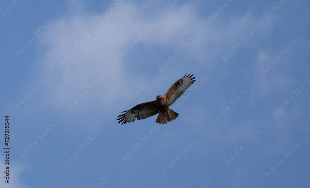sky, flying, airplane, fly, bird, flight, clouds, plane, air, aircraft, jet, seagull, cloud, travel, transportation, birds, wings, blue, aeroplane, nature, wing, gull, helicopter, freedom, eagle