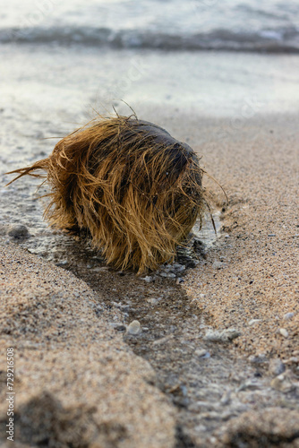 Coconut fiber caught on the shoreline in the golden evening..