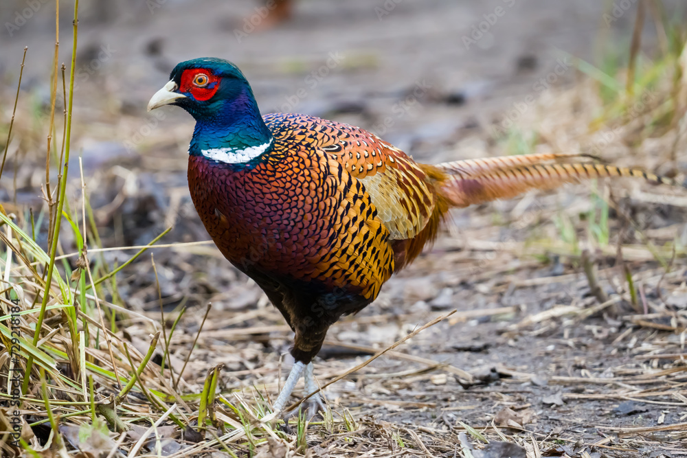 Fototapeta premium Beautiful colorful pheasant close up on the ground