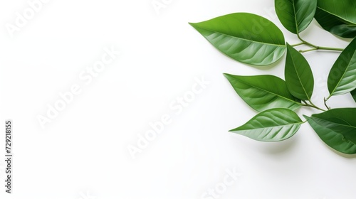 Green Leaves on a White Background. Ecology banner. Earth day concept, natural cosmetics.