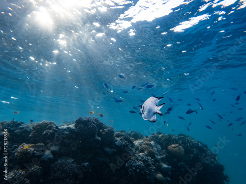 Underwater scene with exotic fishes and coral reef of the Red Sea 