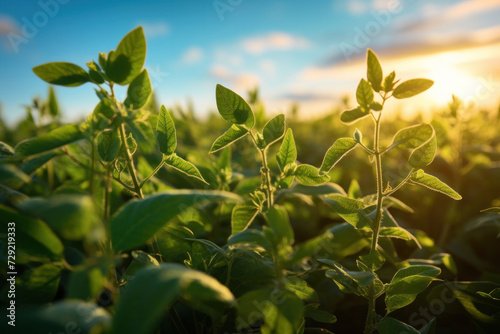 Close up of Soy in field.