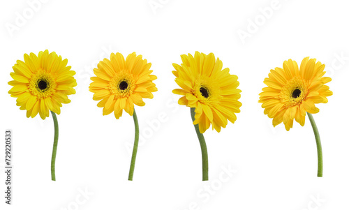Set of gerbera flower collection Various yellow colors Isolated on  transparent.