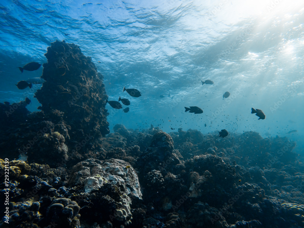 Naklejka premium Underwater scene with exotic fishes and coral reef of the Red Sea 