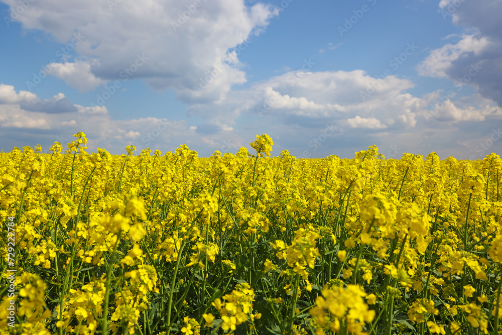 Beautifully yellow oilseed rape flowers in the field, countryside landscape rural scene, close-up springtime sunny day Beautifully yellow oilseed rape flowers in the field, countryside landscape rural scene, close-up springtime sunny day