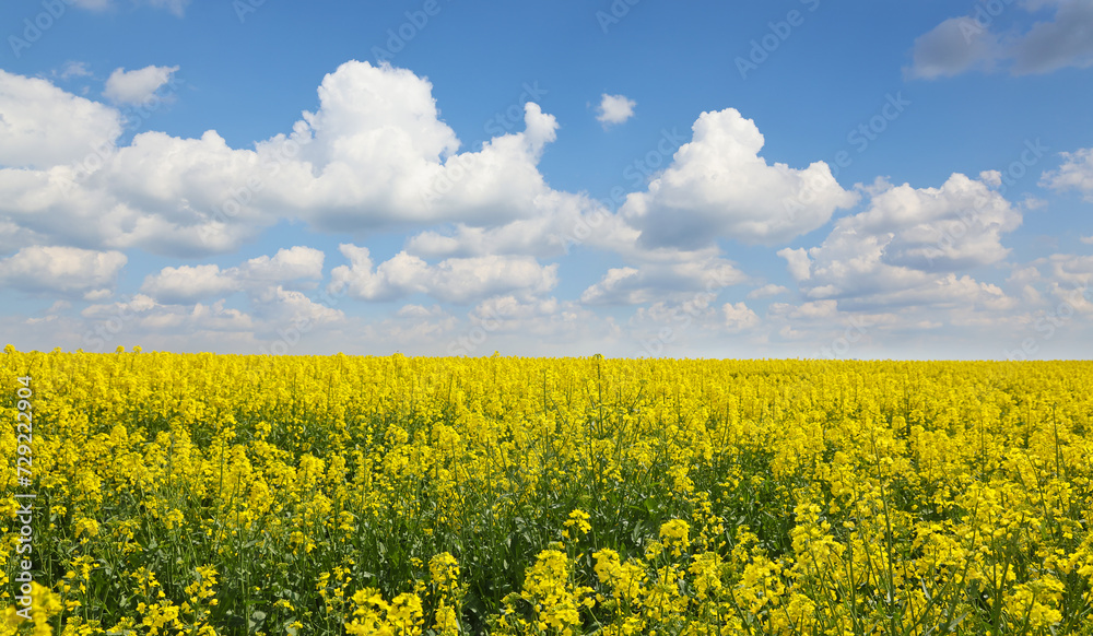 Beautiful yellow oil seed rape flowers in the field, countryside landscape rural scene, sunny with clouds in the sky Beautiful yellow oil seed rape flowers in the field, countryside landscape rural scene, sunny with clouds in the sky