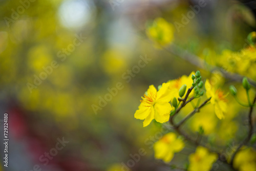 Ochna thomasiana,Single Ochna integerrima blossom,Yellow Ochna,Ochna integerrima was domesticated by Vietnamese immigrants from wild plants when they colonized the South of the country