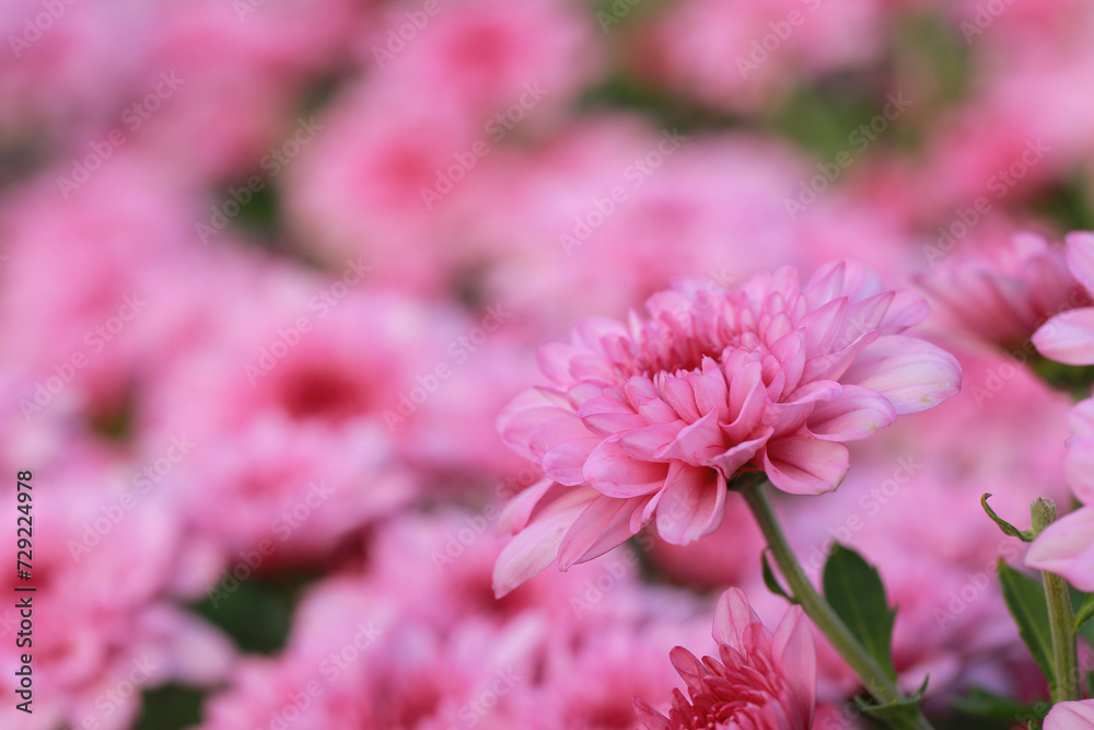 Abstract pink zinnia flower on white background. chrysanthemum flowers in the garden. picture for art work design, add text message, valentine greeting card. Abstract pink zinnia flower on white background. chrysanthemum flowers in the garden. picture for art work design, add text message, valentine greeting card.