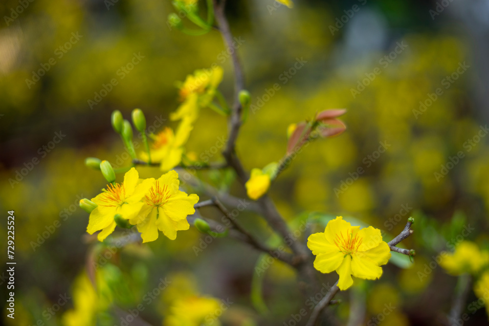Ochna thomasiana,Single Ochna integerrima blossom,Yellow Ochna,Ochna integerrima was domesticated by Vietnamese immigrants from wild plants when they colonized the South of the country Ochna thomasiana,Single Ochna integerrima blossom,Yellow Ochna,Ochna integerrima was domesticated by Vietnamese immigrants from wild plants when they colonized the South of the country