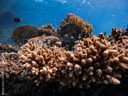 Underwater scene with Chromis flavaxilla, Arabian Chromis hiding in stony coral, exotic fishes and coral reef of the Red Sea