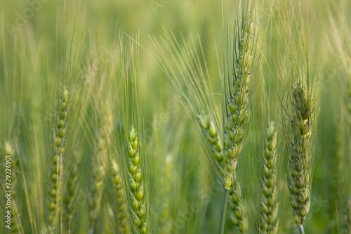 Close-up green Wheat Spike grain in the field