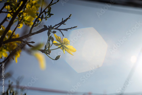 Фотография Ochna integerrima have five petals and often bloom to coincide with the Lunar New Year