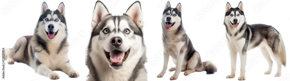 Obraz premium Siberian husky dog bundle, portrait, standing, sitting, lying, isolated on a white background
