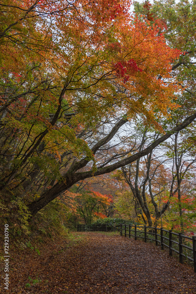 日本　宮城県大崎市鳴子温泉にある峡谷、鳴子峡の大深沢遊歩道の紅葉